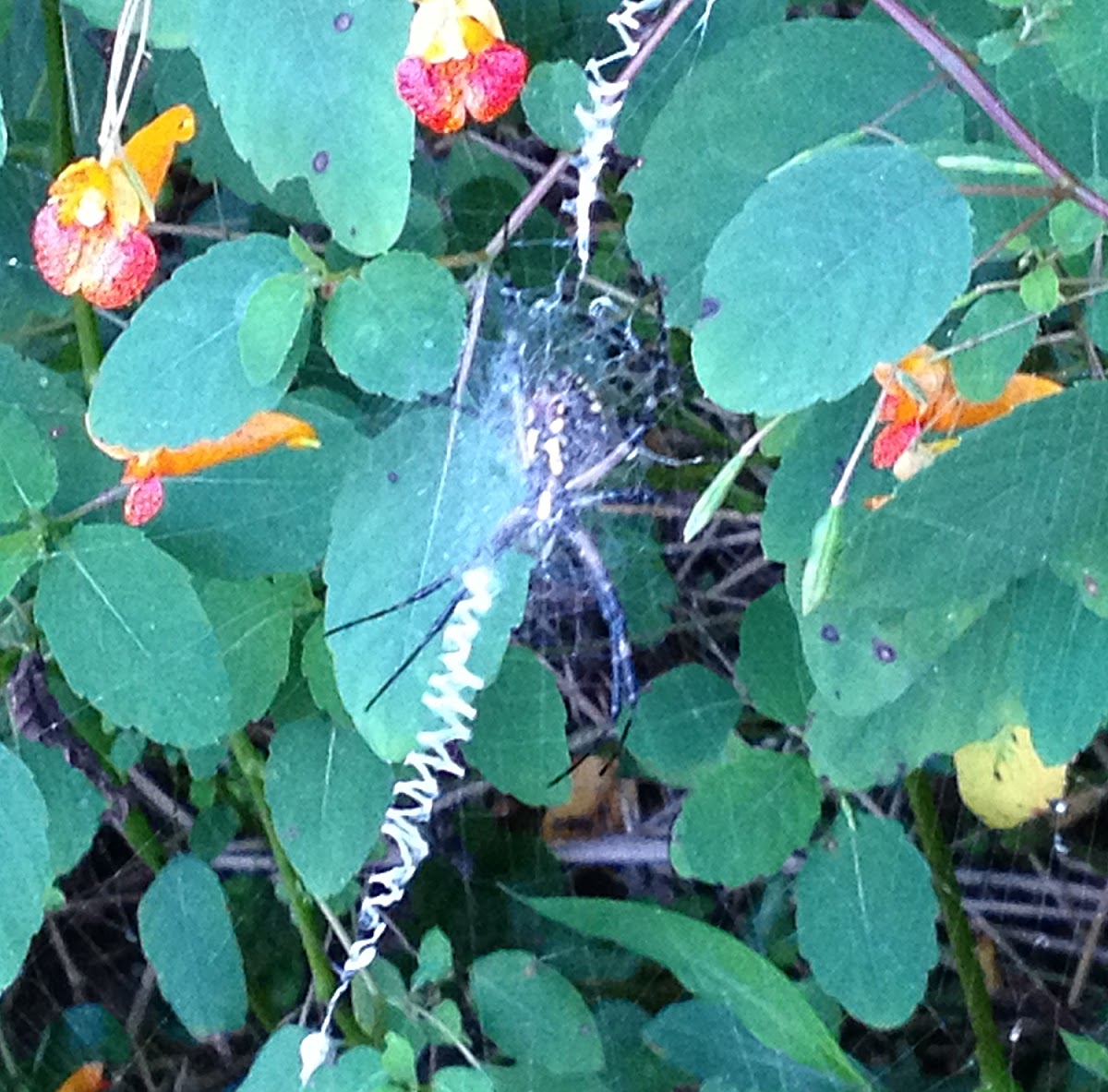 Black and Yellow Garden Spider, Writing Spider or Corn Spider