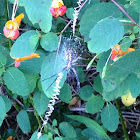 Black and Yellow Garden Spider, Writing Spider or Corn Spider
