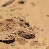 Mud dauber wasp
