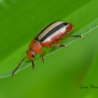 Pigweed Flea Beetle