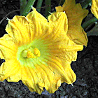 Squash Flower