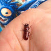 Reddish brown Stag Beetle