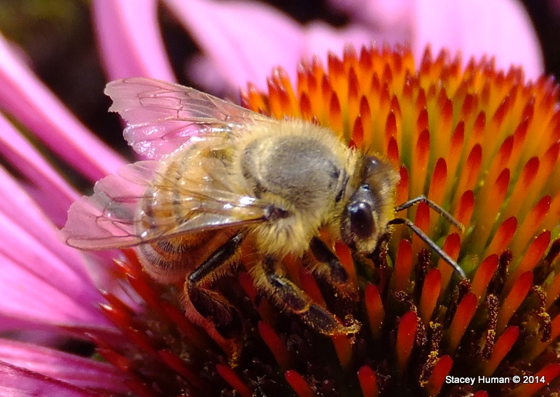 Common honey bee