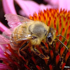 Common honey bee