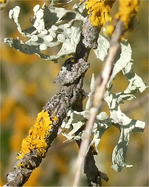 Silvery cartilage Lichen
