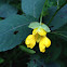 Jewelweed