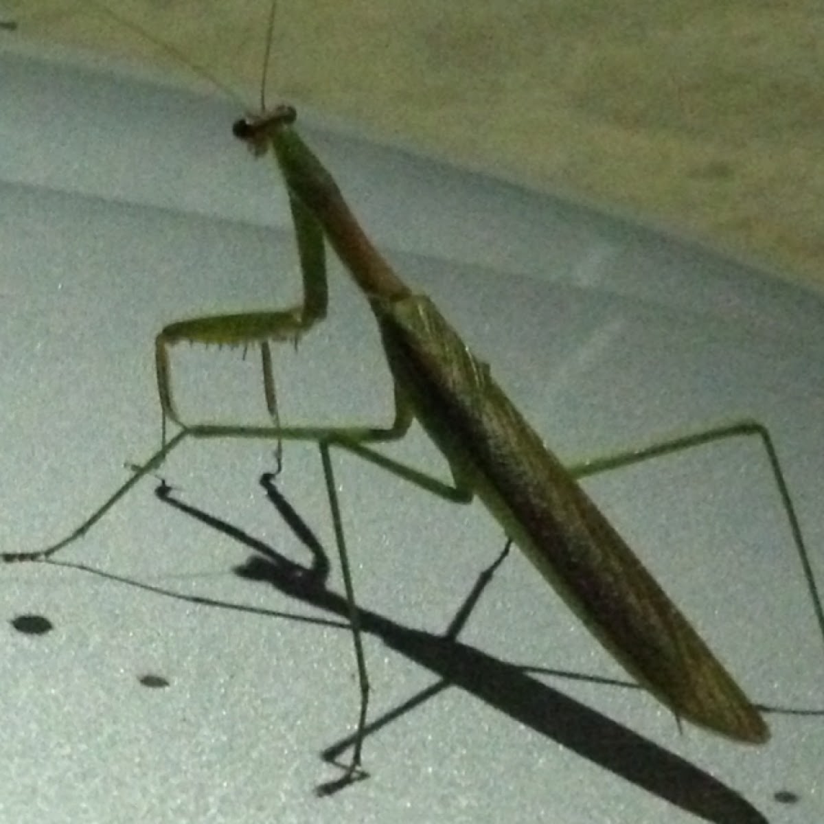 Carolina Mantis