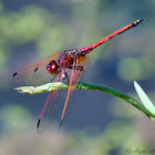 Red-veined Dropwing