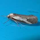 ATM moth