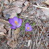 Purple crocus