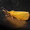 Virbia moth