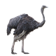 Ostrich Sticker APK