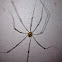 harvestman