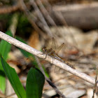 Common darter