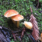 Waxy Cap Mushrooms