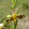 Eulophia orchid