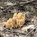 Coral mushroom