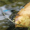 dragonfly in light blue color