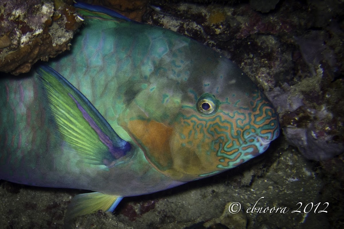 Tattooed Parrotfish