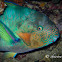 Tattooed Parrotfish
