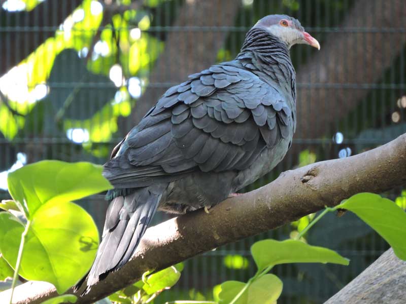 Metallic Pigeon