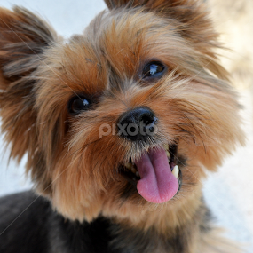 by Tupu Kuismin - Animals - Dogs Portraits