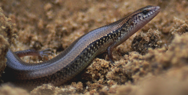 Common Garden Skink Project Noah