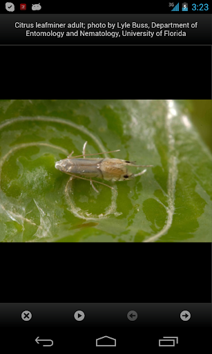 NPDN Citrus Pests