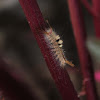 White-marked Tussok Moth Caterpillar