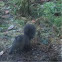Gray Squirrel (black variant)