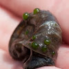 unknown aquatic snail
