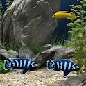 Aquarium Wallpapers logo
