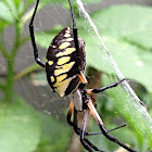 Black and yellow orb spider