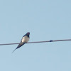 Barn Swallow (Hirundo rustica)