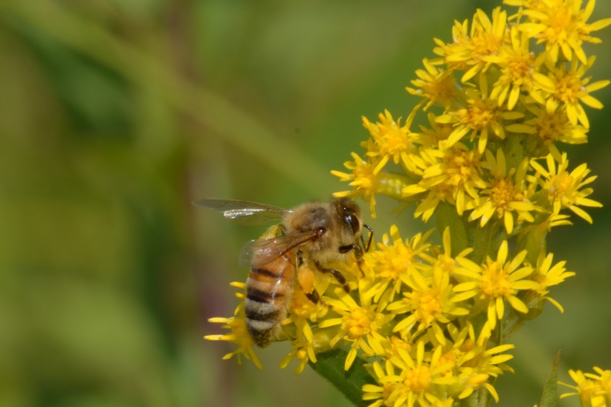 Honeybees