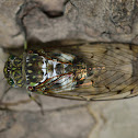 Huge Cicada