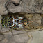 Huge Cicada