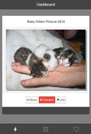 Baby Kitten Picture 2015