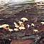 small orange mushrooms