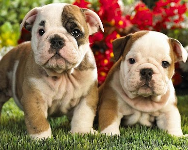 French Bulldogs Jigsaw Puzzle Screenshots 1