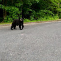 American Black Bear