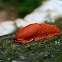 red slug