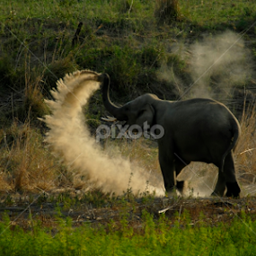 Dust Bath by Saurav Chakraborty - Animals Other Mammals
