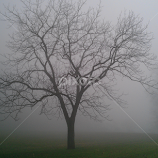 The Lone Soldier by Alvin Simpson -  