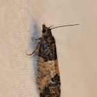 Eye-Spotted Bud Moth