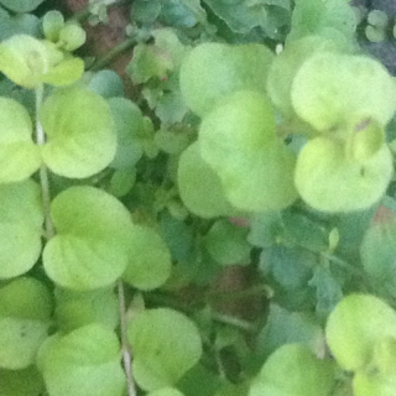 Creeping Jenny Project Noah