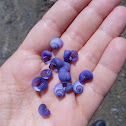 Violet snail