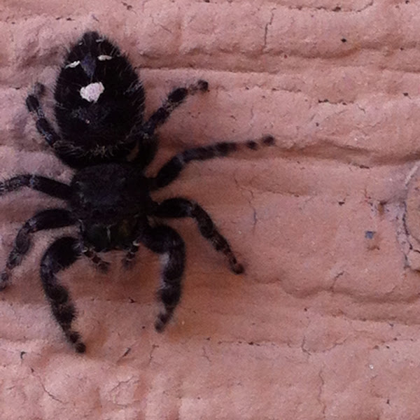 Daring Jumping Spider Project Noah