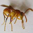 yellow paper wasp