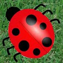 LadyBug Catch logo
